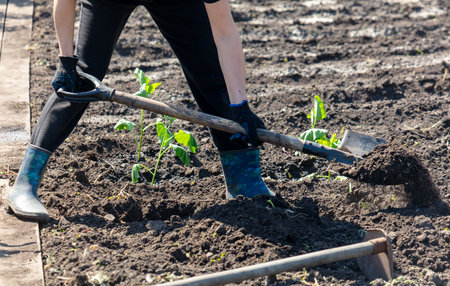 A woman digs soil with a shovel in the garden in the spring.