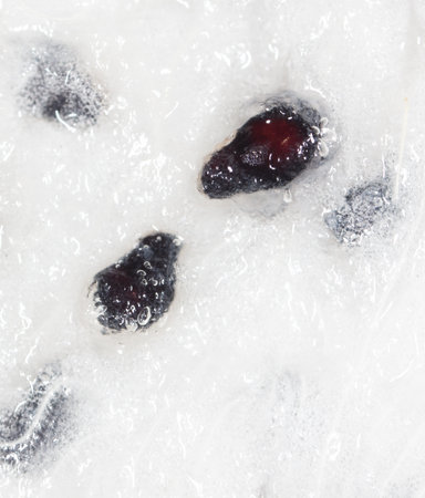 Seeds on dragon fruit pulp as background. Macro.