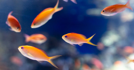 Red fish swimming in the aquarium. Aquarium fish closeup.