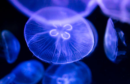 Blue jellyfish swim in the sea on a black background.の写真素材