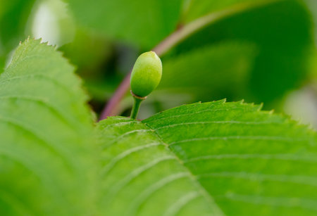 Small cherry tree on a tree in spring. Macro.