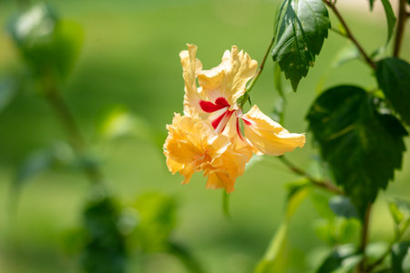 Beautiful yellow flowers on a tree in the tropics.の写真素材