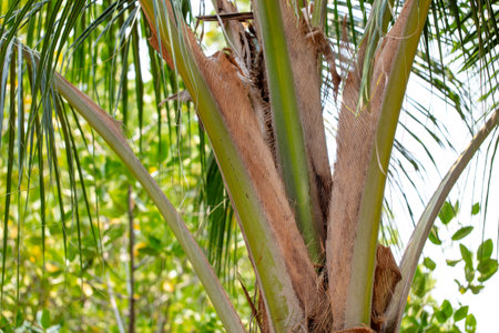 Palm leaves on nature in the park. Tropics.