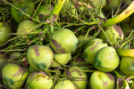 Harvest of green coconut nuts as background.