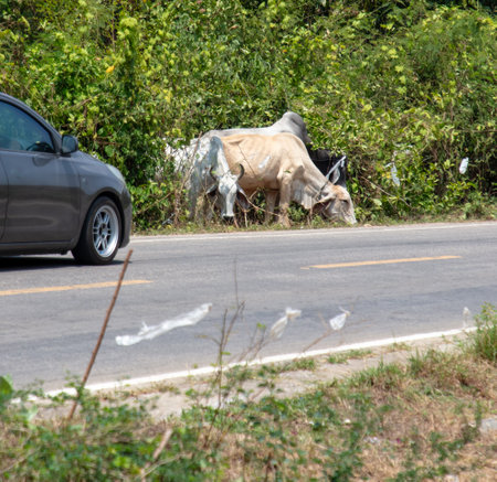 Cows graze by the road in Thailand.の写真素材