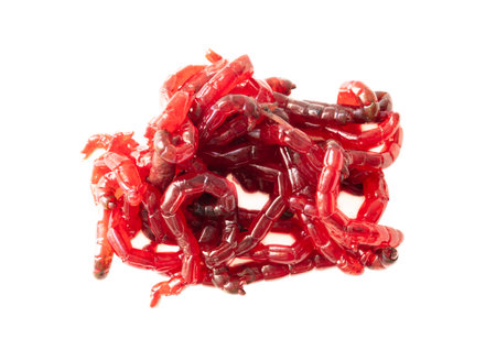 Red bloodworms isolated on white background.