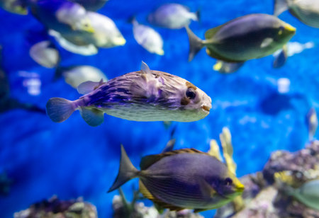Tropical fish in an aquarium on a blue background, close-up.の写真素材