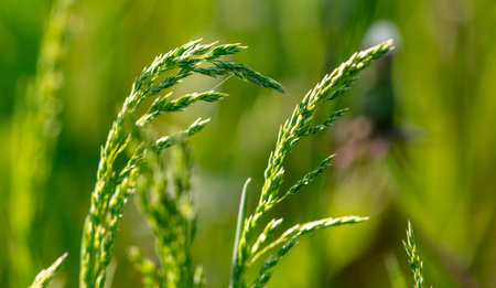 Green ears of grass on the grass in spring. Close-upの写真素材