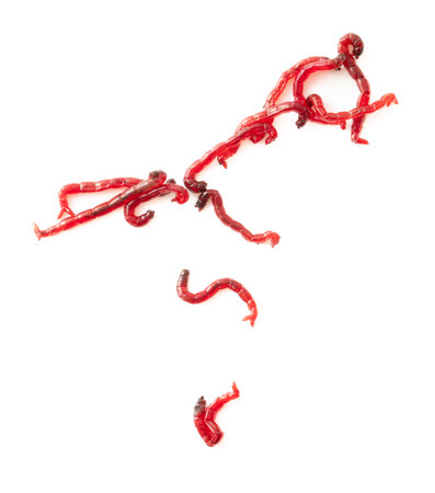 Red bloodworms isolated on white background.の写真素材