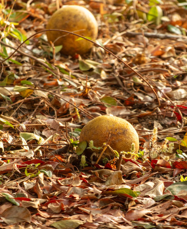 Grapefruit fruits lie on the ground.の写真素材