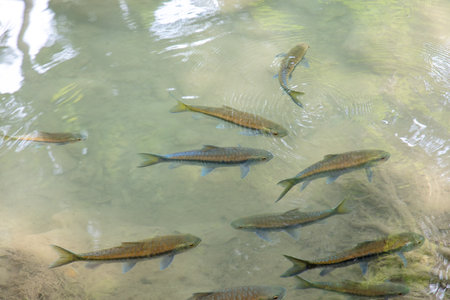 The fish swims in clear mountain water.