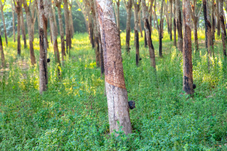 Rubber trees in the park.
