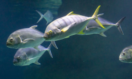 Beautiful colorful fishes in the aquarium.