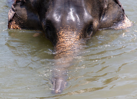 An elephant bathes in the river. Close-up.の写真素材