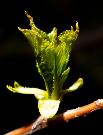 Opened cherry bud in spring isolated on black background. Macro.の写真素材