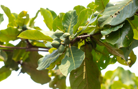 Indian almonds on the tree. Close-up.