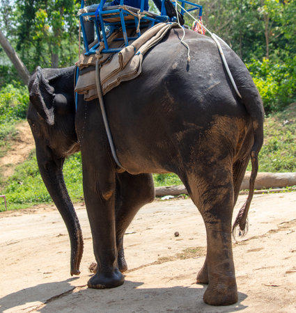 Elephant with rider in tropical park.の写真素材