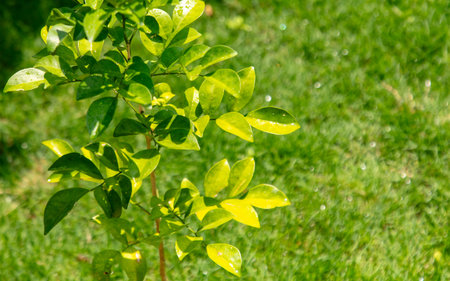 Green leaves on a tree branch in the park.