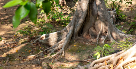 Large roots on a tropical tree in nature.