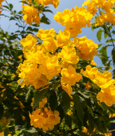 Beautiful yellow flowers on a tree in the tropics.の写真素材