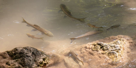 The fish swims in clear mountain water.