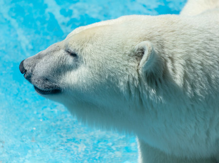 Portrait of a polar bear in the zoo.の写真素材