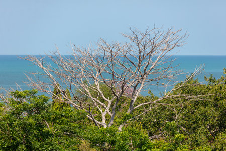 Trees in the park against the backdrop of the sea.の写真素材