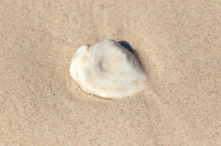 White pebble in the sand on the seashore.