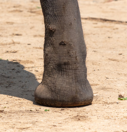 Large elephant feet close up.の写真素材