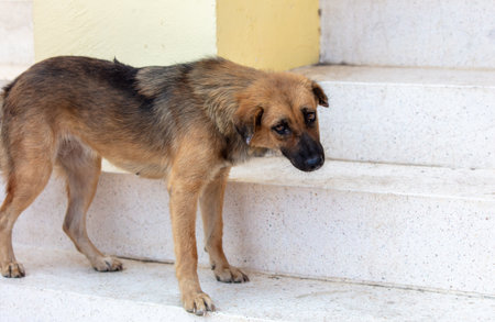 Portrait of a red dog in the city.の写真素材