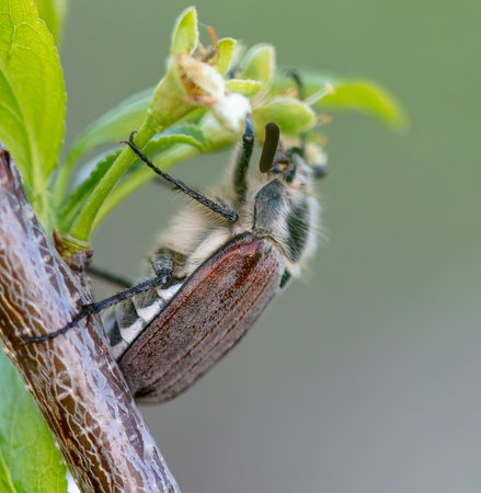 Beetle on a tree in spring. Macro.
