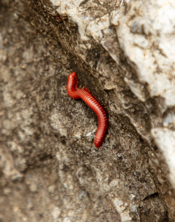 A centipede crawls on a stone. Macro.