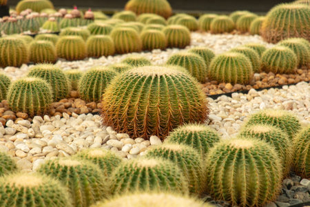 Cacti grow in the arboretum.
