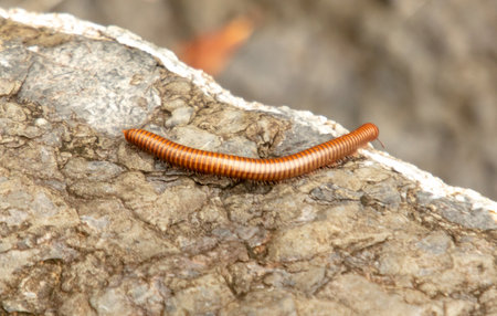 A centipede crawls on a stone. Macro.の写真素材