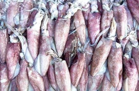 Fresh squid on a market stall.の写真素材