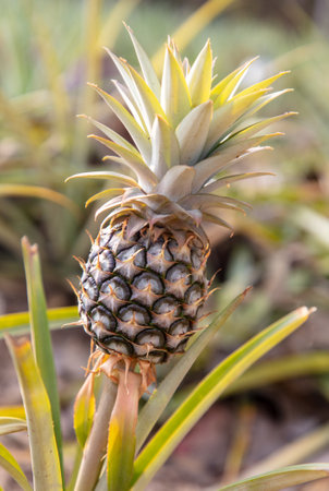 Pineapple grows on a plantation in Thailand.の写真素材