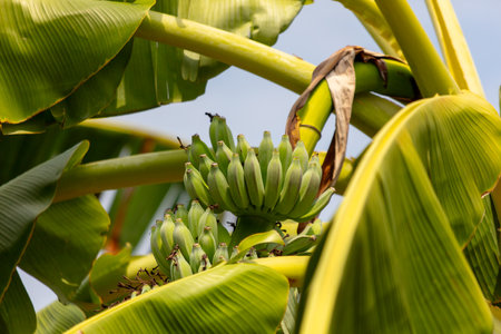 Banana fruits on a banana plantation.の写真素材