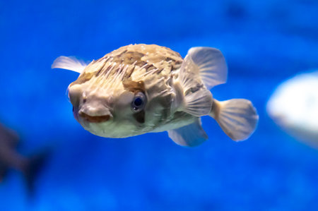 Tropical fish in an aquarium on a blue background, close-up.の写真素材