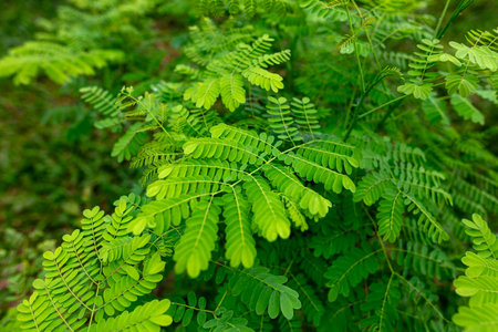 Green leaves on a tree branch in the park.