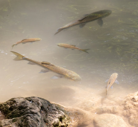 The fish swims in clear mountain water.の写真素材