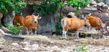 Orange cows in the park.の写真素材