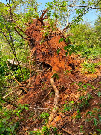 Large roots of a tree in the tropics.の写真素材