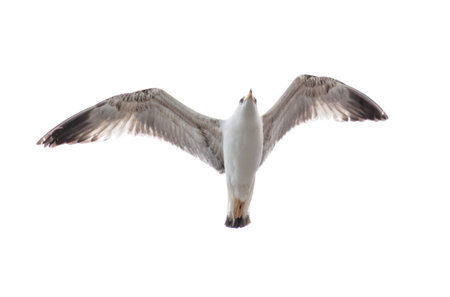 Seagull in flight isolated on a white background.の写真素材