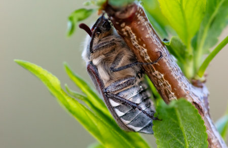 Beetle on a tree in spring. Macro.