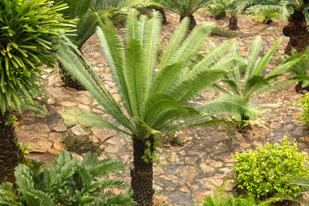 Green branches of a palm tree in nature.の写真素材