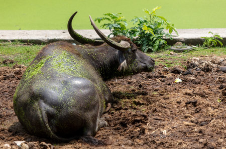 Portrait of a Buffalo lying on the ground.の写真素材