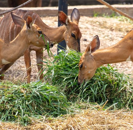 Young deer eat grass in the zoo.の写真素材