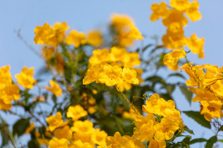 Yellow flower in a tropical park.の写真素材
