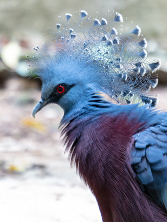 Portrait of a tropical pigeon.の写真素材