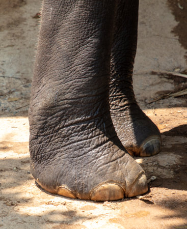 Large elephant feet close up.の写真素材